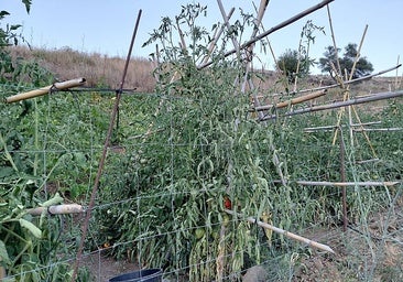 An affected field of vegetables.