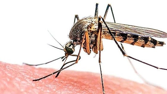 West Nile virus alert in Fuengirola and Mijas: urgent guide to avoiding bites