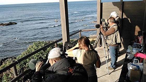 Looking up: how birdwatching is captivating a new generation