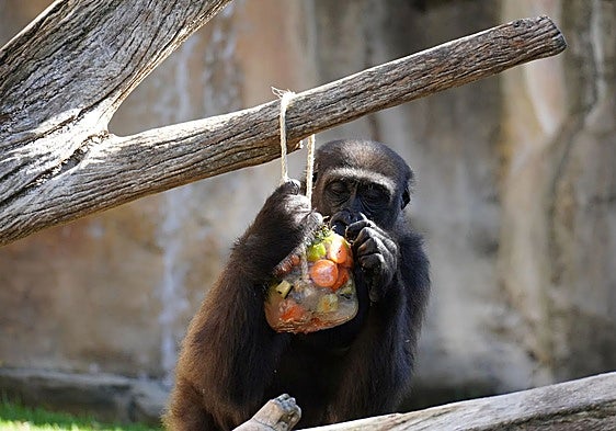 VIDEO: Bioparc Fuengirola using specially made frozen treats to keep animals cool during the heatwave
