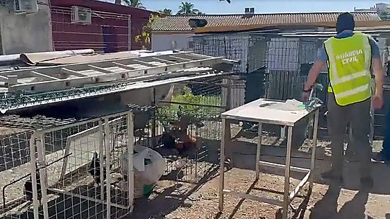 Illegal cockfighting operation uncovered in Alhaurín el Grande as Guardia Civil seizes 26 birds