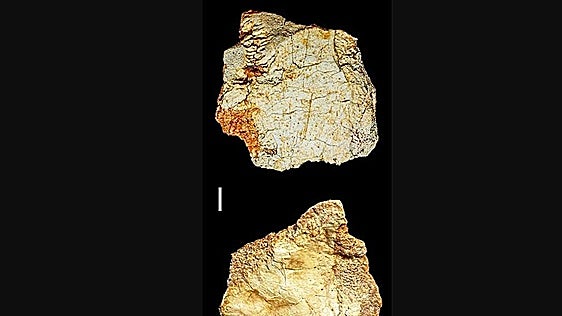 A hominid skull fossil dating back more than 200,000 years has been discovered in Ciudad Real