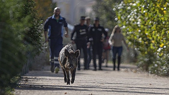 Vets warn that 80 per cent of urban wild boars in Malaga province are carrying infectious diseases