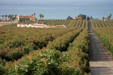 An organic avocado farm in Montosa, in the Axarquía.