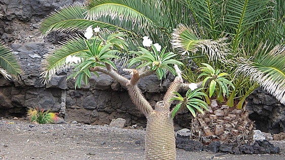 Madagascan palm