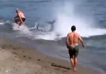 Marbella beachgoers startled by large tuna fish swimming near the shore