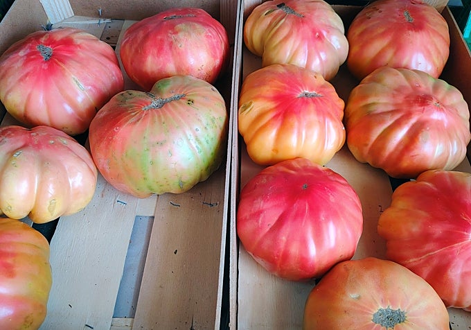 Tomatoes of the Axarquía.
