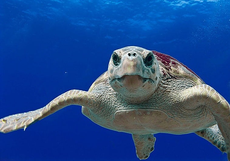 Archive image of a loggerhead turtle