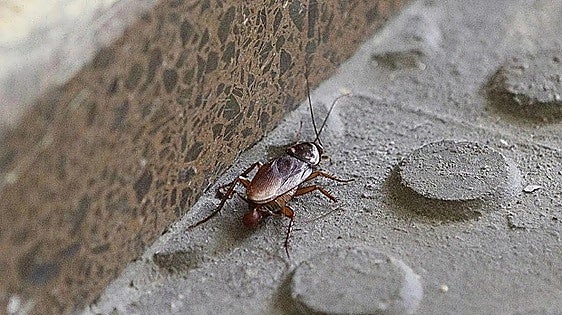 San Sebastián court evicts two tenants who stopped paying rent due to cockroach infestation