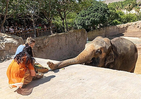 Petita the elephant is celebrating her 54th birthday with friends at Terra Natura in Benidorm.