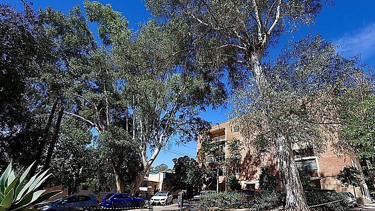 Rising threat from falling trees in Malaga as climate extremes take toll
