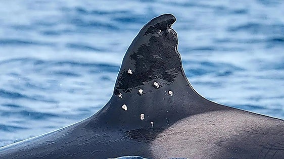 Spain refers shooting of orca Toñi in Portuguese waters to prosecutors