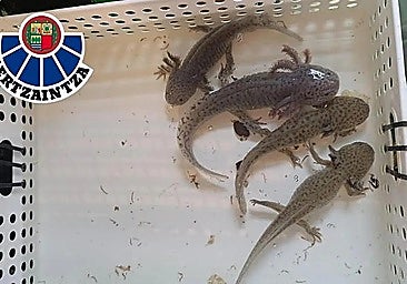 Bilbao woman under investigation for sending parcel with water bottles containing live axolotls