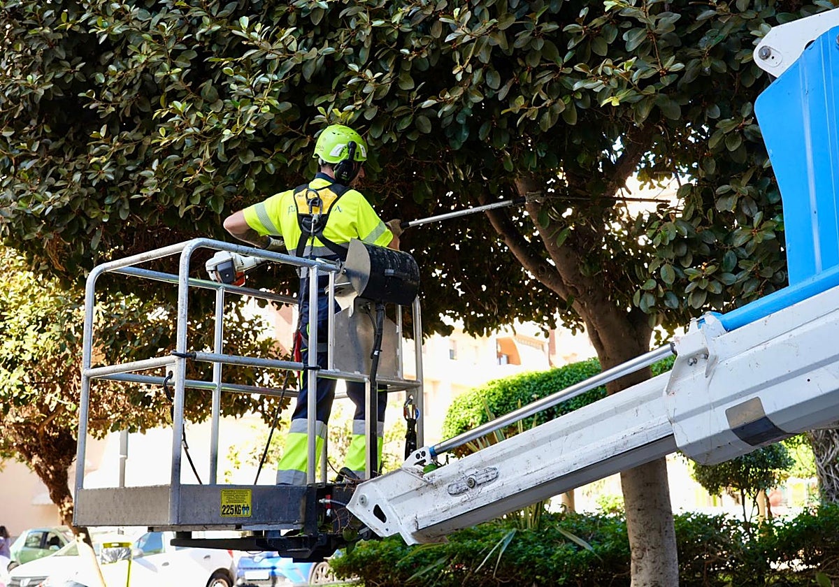 One of the municipal pruning crews.