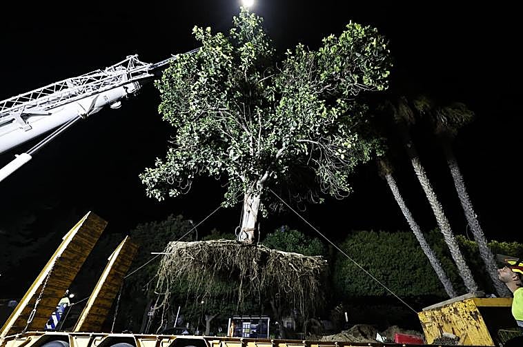 Imagen principal - Malaga city council moves large ficus tree from Arroyo de los Ángeles to La Rosaleda
