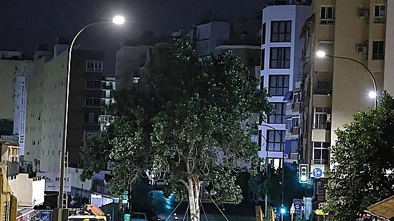 Malaga city council moves large ficus tree from Arroyo de los Ángeles to La Rosaleda