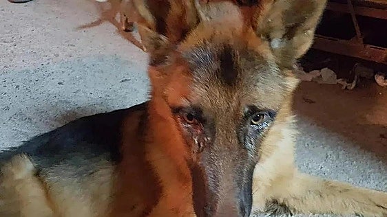 Man stands trial in Almeria for abusing and abandoning dozens of dogs at Berja farm
