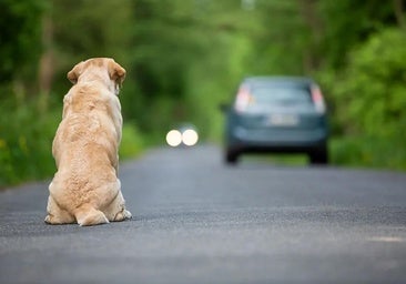 Every two minutes, a dog or a cat is taken to an animal shelter in Spain: more than 285,000 in a year