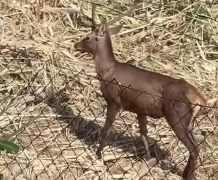 Imagen secundaria 1 - The stag near Pinos de Aloha,close to the Marbella desalination plant and at the Russian statue roundabout in Puerto Banús.