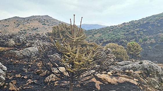 Rare pinsapo firs lost in mountain fire