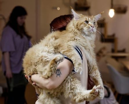 Imagen secundaria 1 - Work or have coffee surrounded by cats: the world’s first feline-friendly co-working space is in Malaga