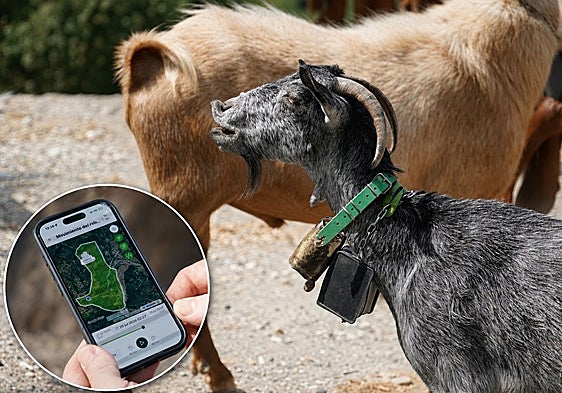 One of the goats from Benarrabá’s municipal herd, fitted with a GPS collar.