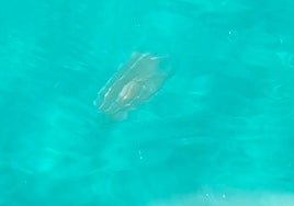 The strange gelatinous creatures on the Costa Tropical that experts say are not dangerous