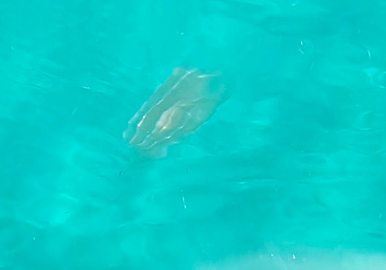 The strange gelatinous creatures on the Costa Tropical that experts say are not dangerous