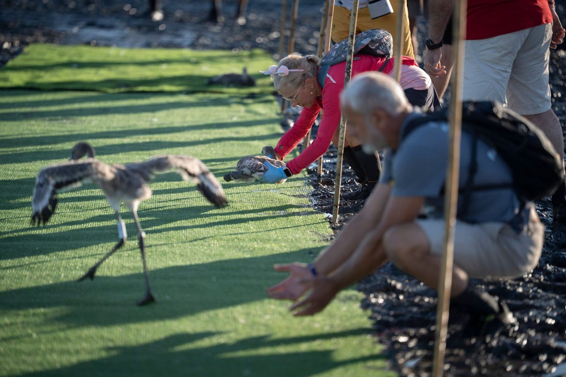 Fuente de Piedra community joins effort to ring 600 flamingo chicks