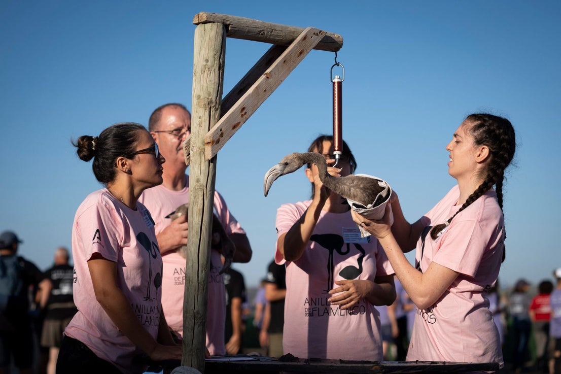 Fuente de Piedra community joins effort to ring 600 flamingo chicks