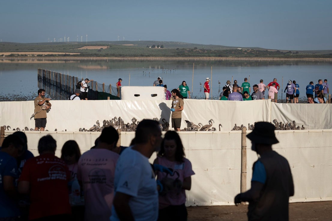 Fuente de Piedra community joins effort to ring 600 flamingo chicks