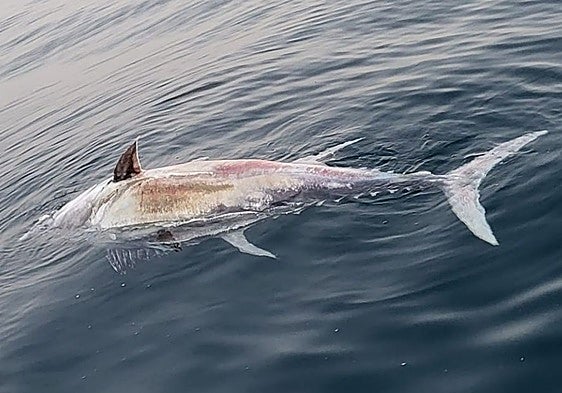 A large tuna has been found dead in the waters off Marbella