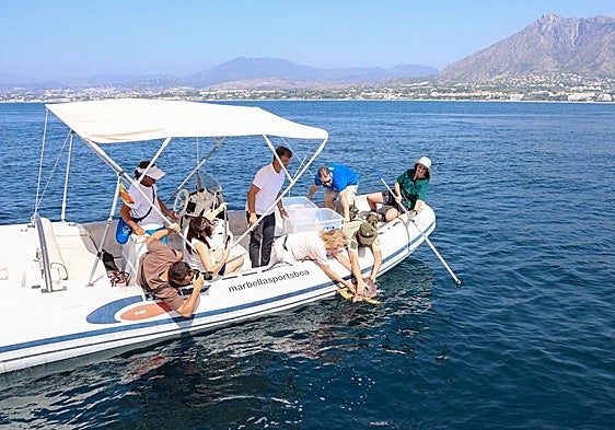 Marbella releases two loggerhead turtles found on the brink of death