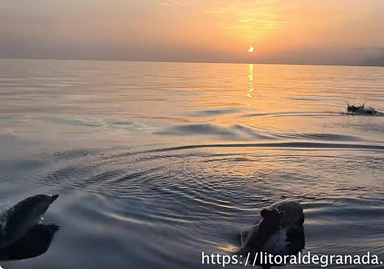 Dolphins spotted 'watching the eclipse' off Granada's Costa Tropical