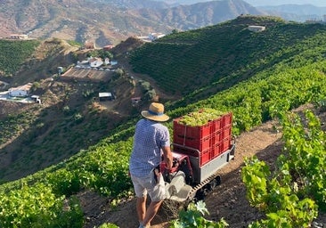 A picture of the grape harvest in the Axarquía.