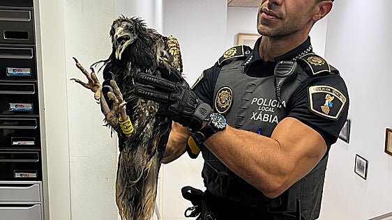 Endangered bird of prey rescued from severe storms in Spain's Jávea