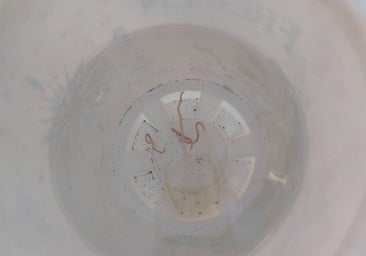 A box jellyfish specimen caught in Benajarafe.