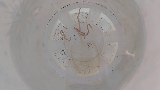 Several Malaga province beaches detect box jellyfish