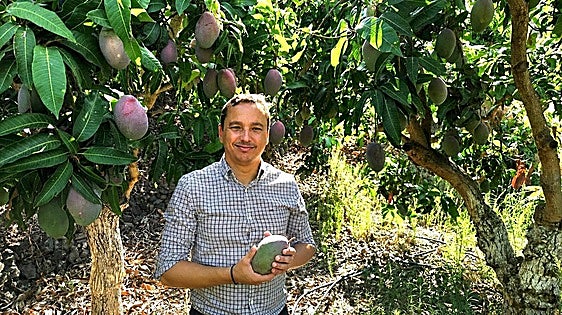 Costa Tropical mango harvest brought forward due to high temperatures