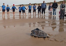 Release of one of the loggerhead turtles