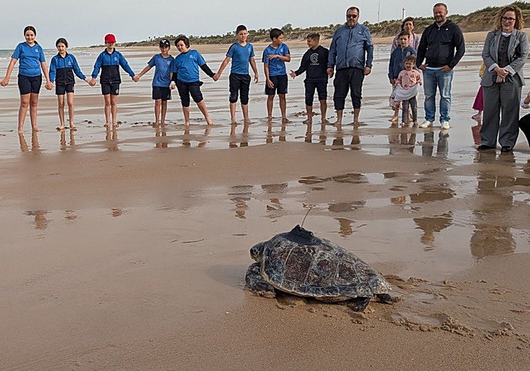 Release of one of the loggerhead turtles