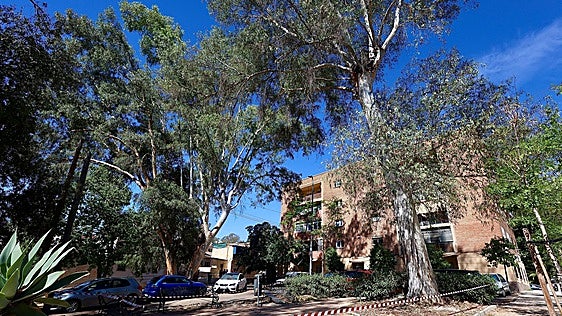 Malaga launches emergency tree inspection as number of falling branches surges