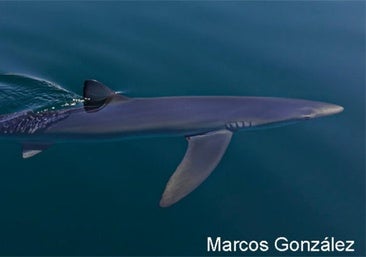 A blue shark swimming in the waters off Almuñécar
