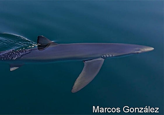 Blue shark sighting in the waters off Granada's Costa Tropical