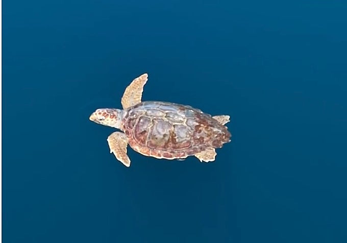 Loggerhead turtle.