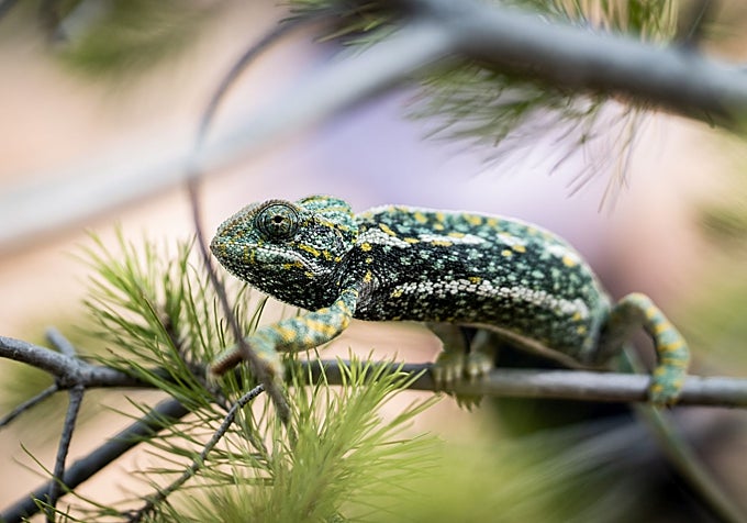 The chameleon is getting ready to be released back into the wild at Parque Clavero.