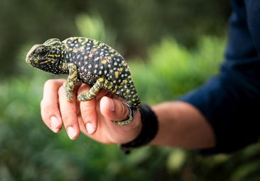 One of the animals released in Malaga's Parque Clavero.