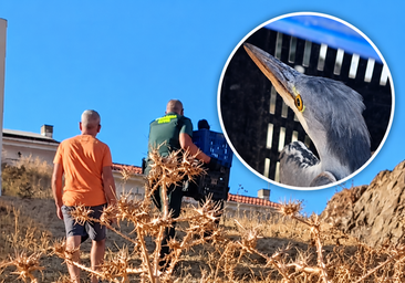 A Guardia Civil officer transporting the grey heron in Ardales.