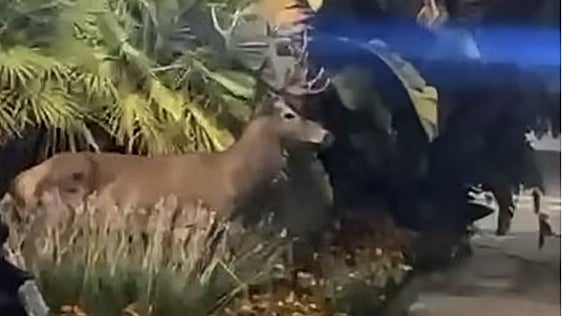 Stag spotted wandering around Puerto Banús
