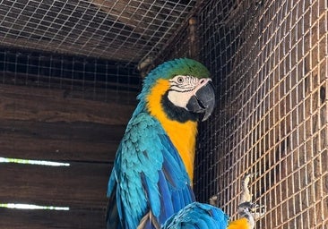 The two macaws
